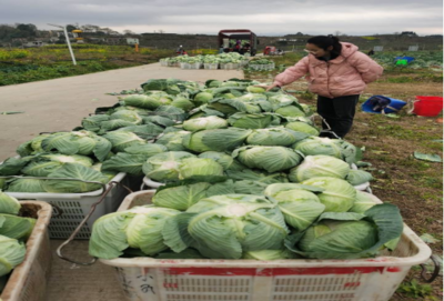 食用農產品零售市場新觀察 品質、渠道與消費趨勢的嬗變
